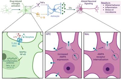 Linking the gut microbiome to microglial activation in opioid use disorder